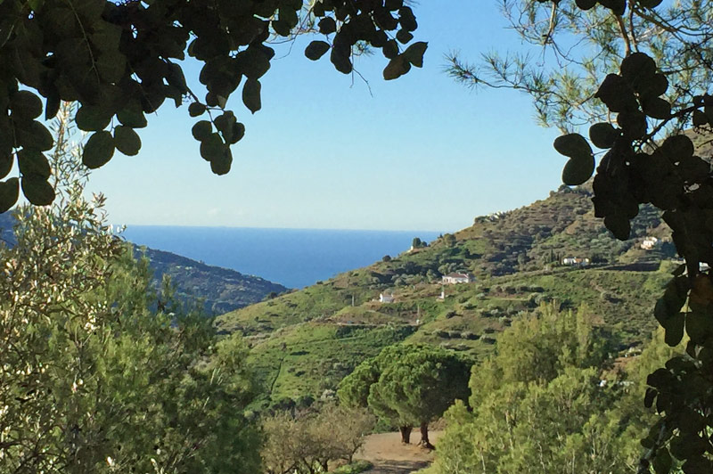 Los Dos Algarrobos - Vista