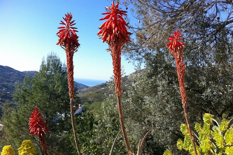 Los Dos Algarrobos - Jardin